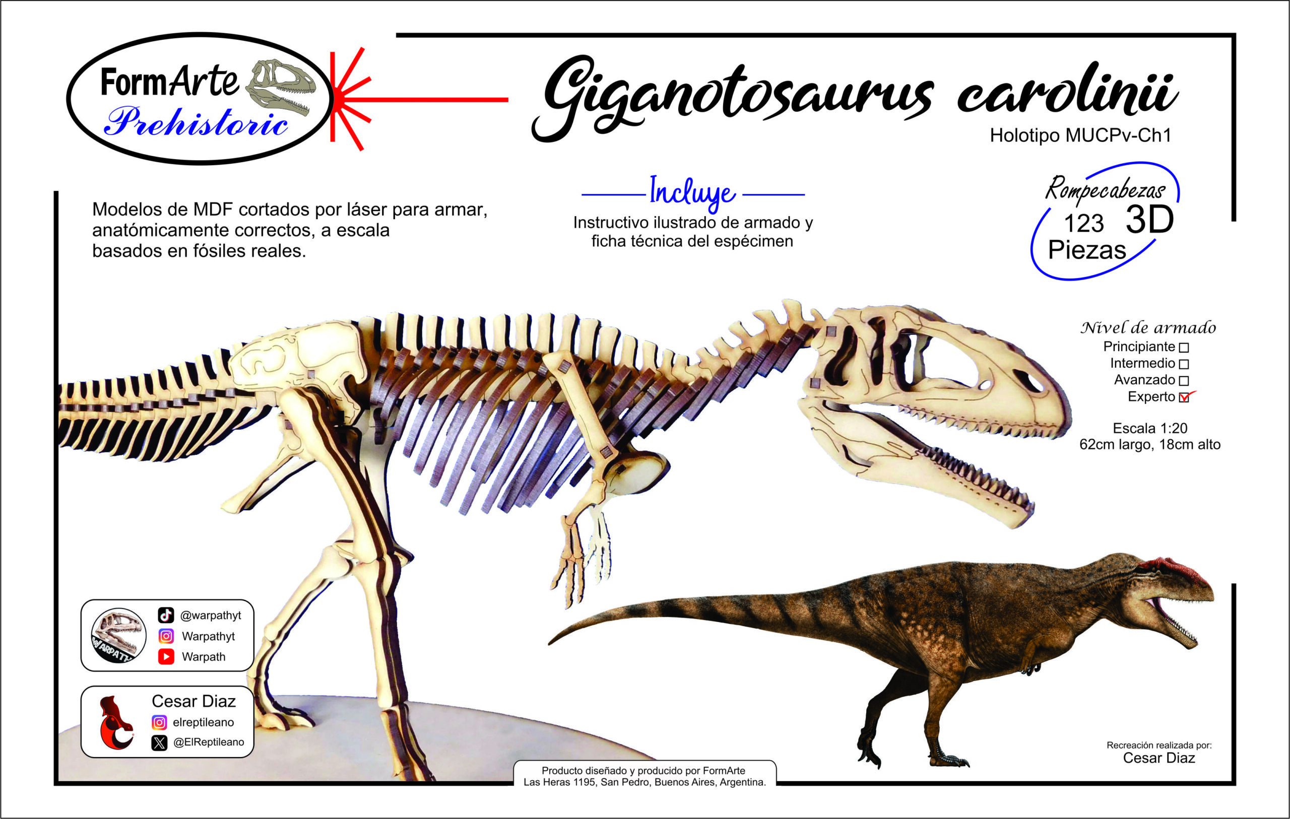 Giganotosaurus carolinii Escala 1:20 - Imagen 8
