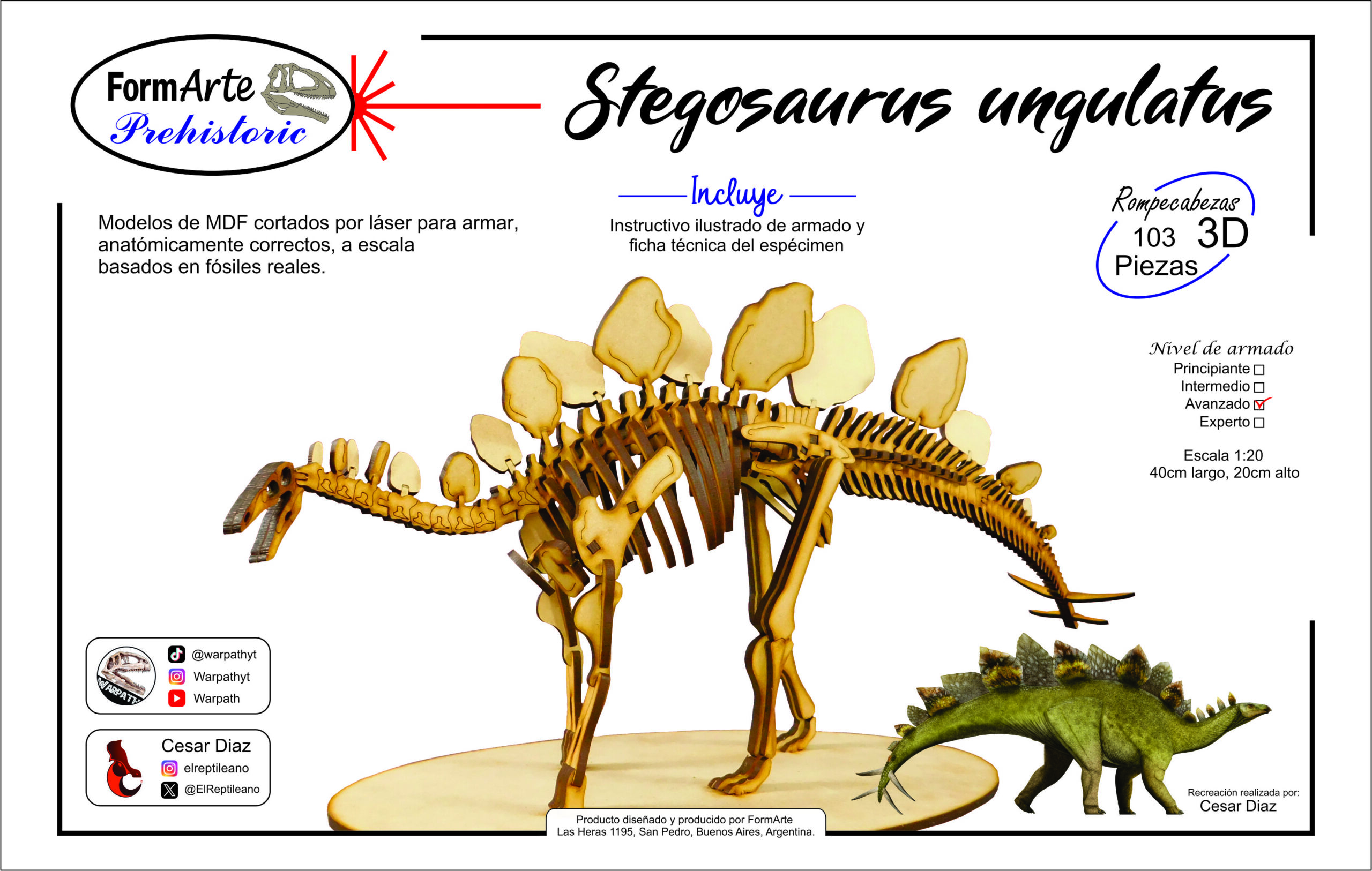 Stegosaurus ungulatus Escala 1:20 - Imagen 8