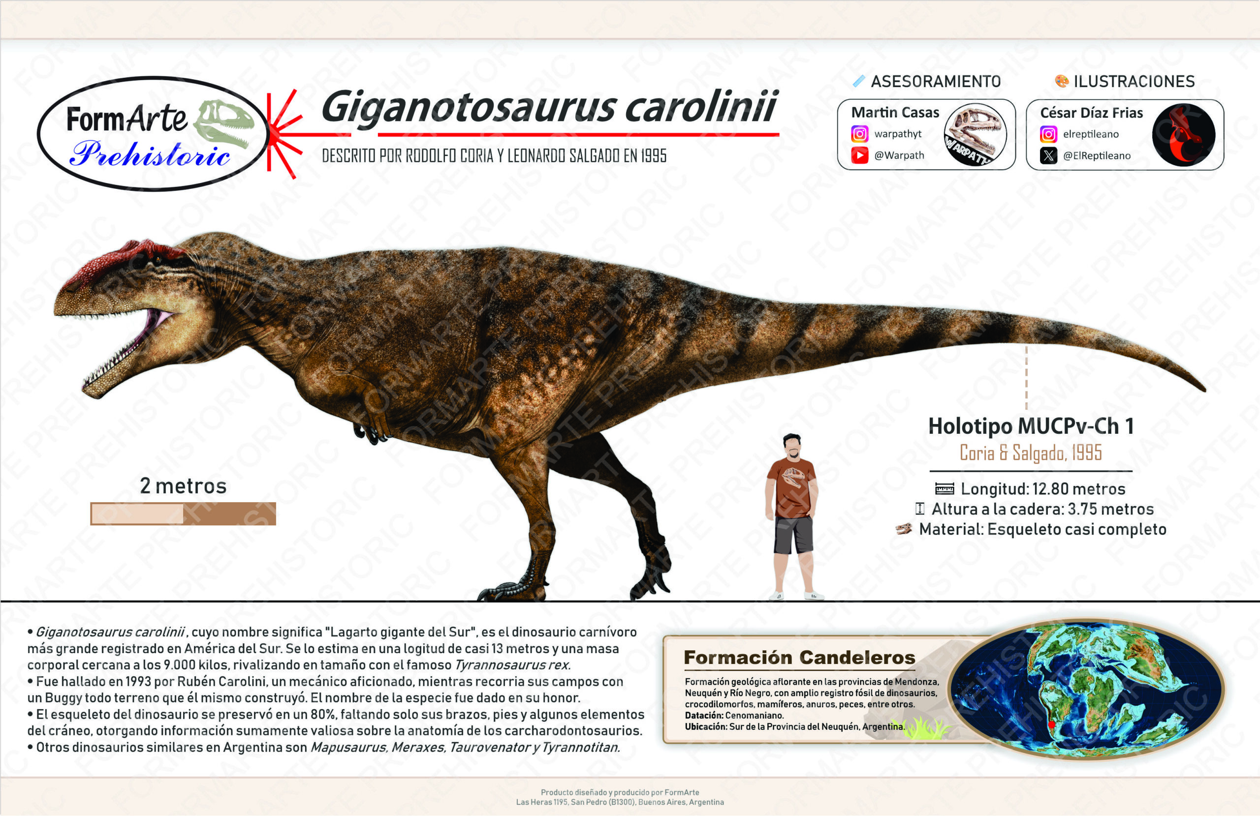 Giganotosaurus carolinii Escala 1:20 - Imagen 9
