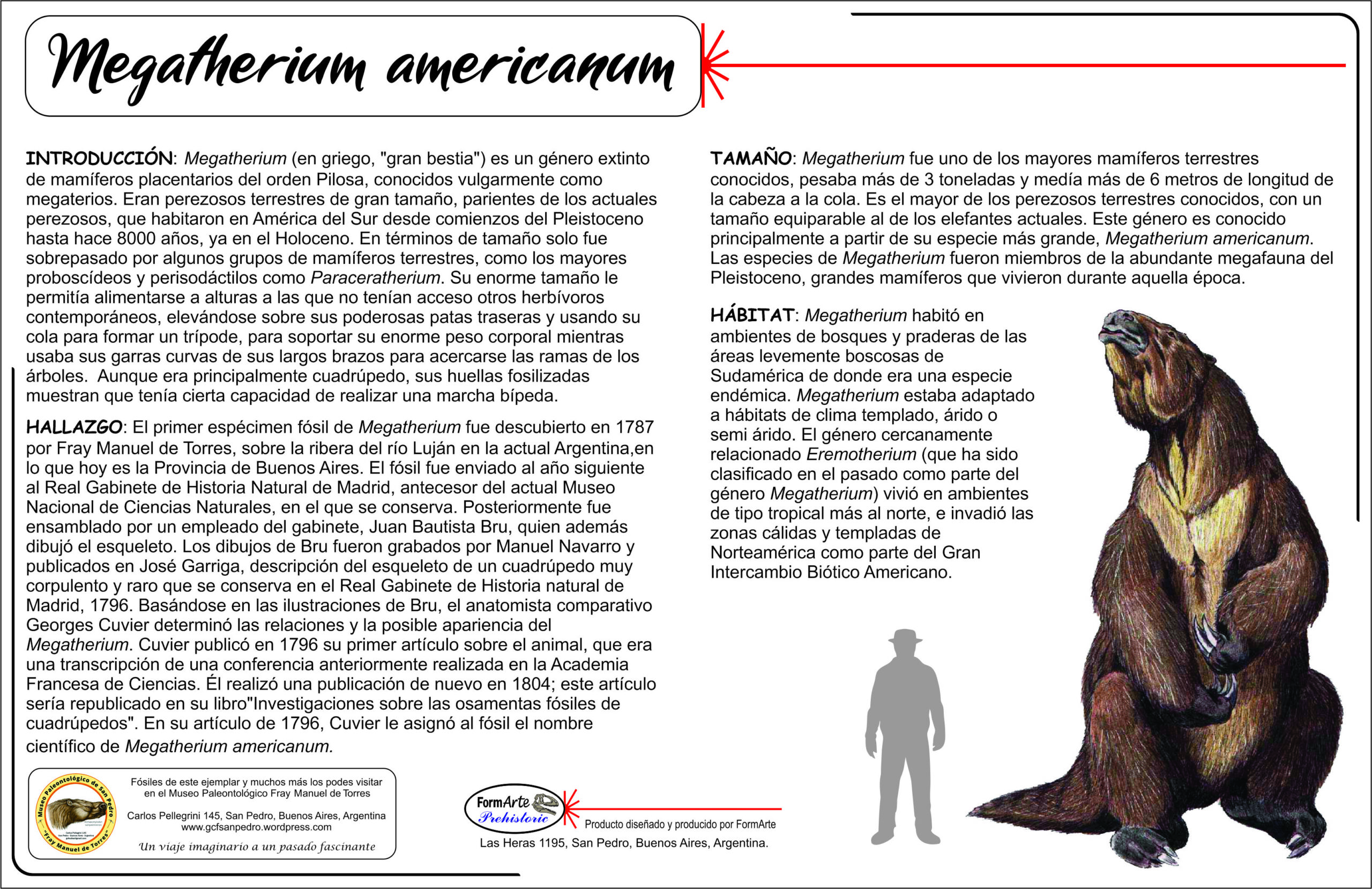 Megatherium americanum Escala 1:20 - Imagen 8