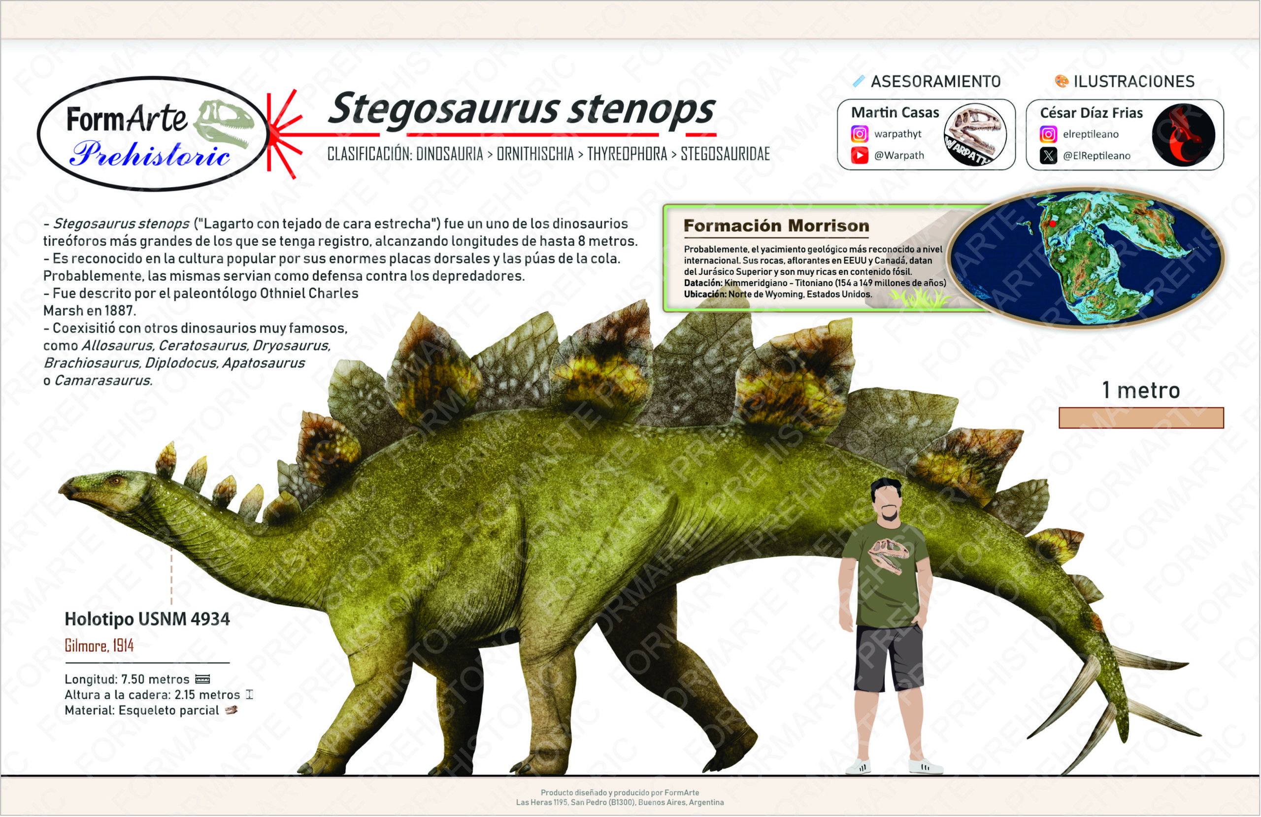 Stegosaurus ungulatus Escala 1:20 - Imagen 10