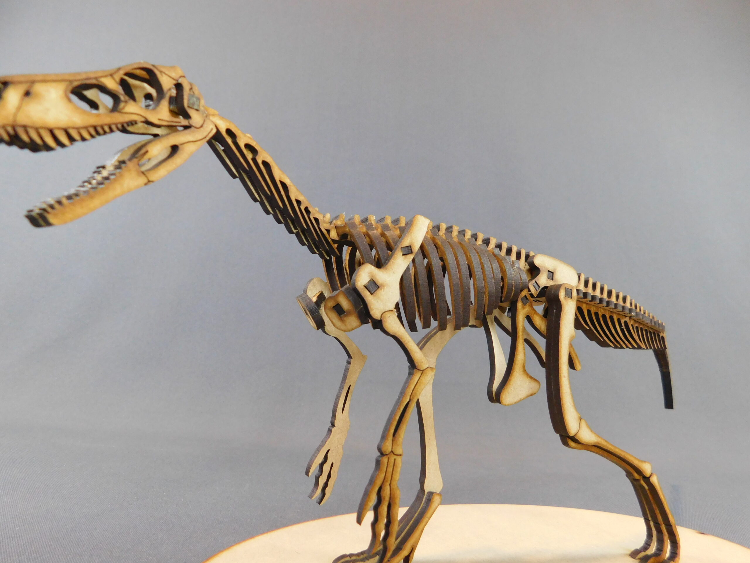 Herrerasaurus ischigualastensis Escala 1:10 - Imagen 3