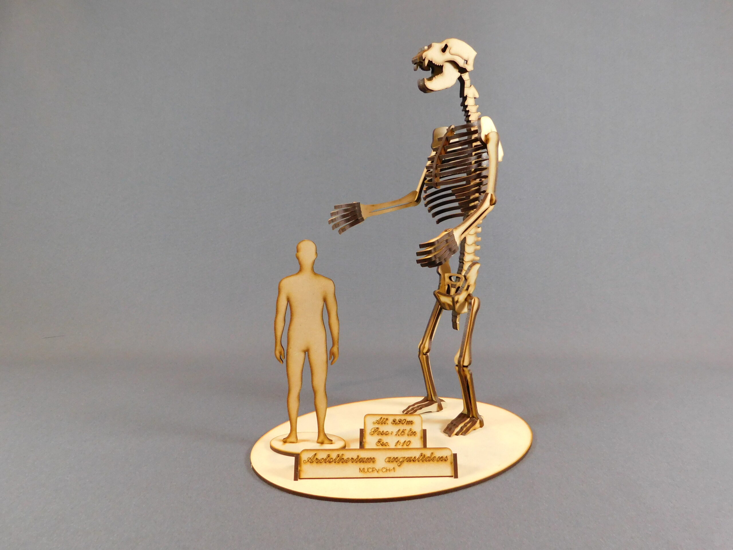 Arctotherium angustidens Escala 1:10