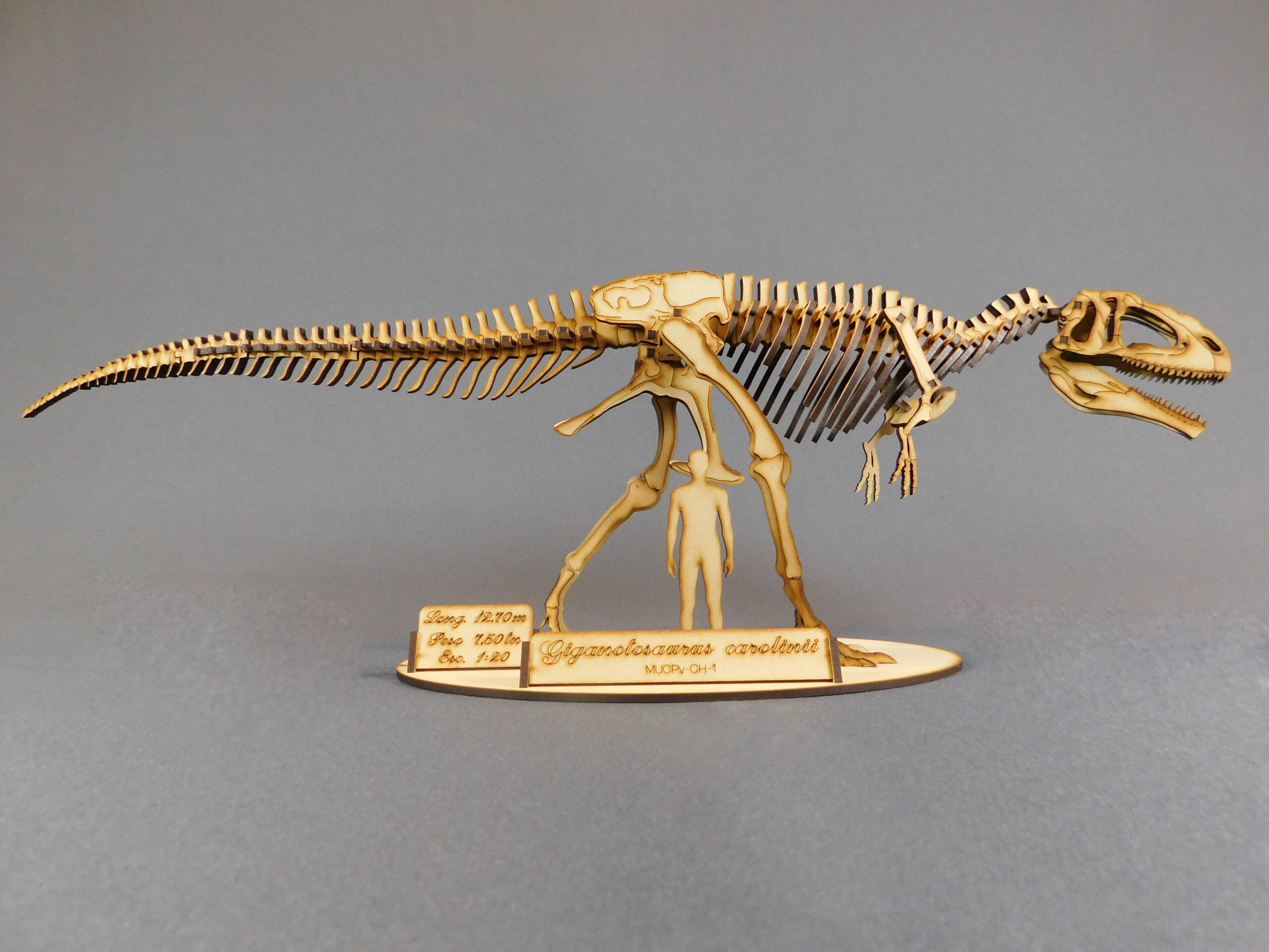 Giganotosaurus carolinii Escala 1:20 - Imagen 3