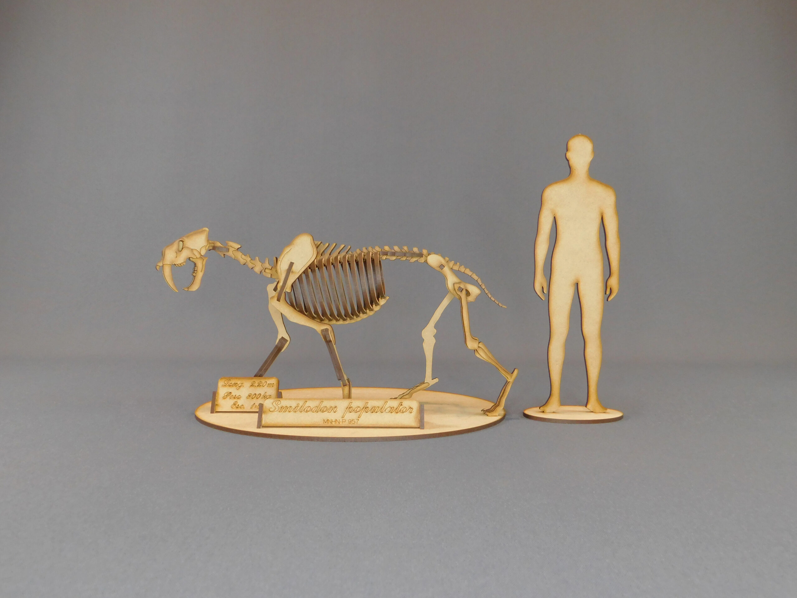 Smilodon populator Escala 1:8 - Imagen 2