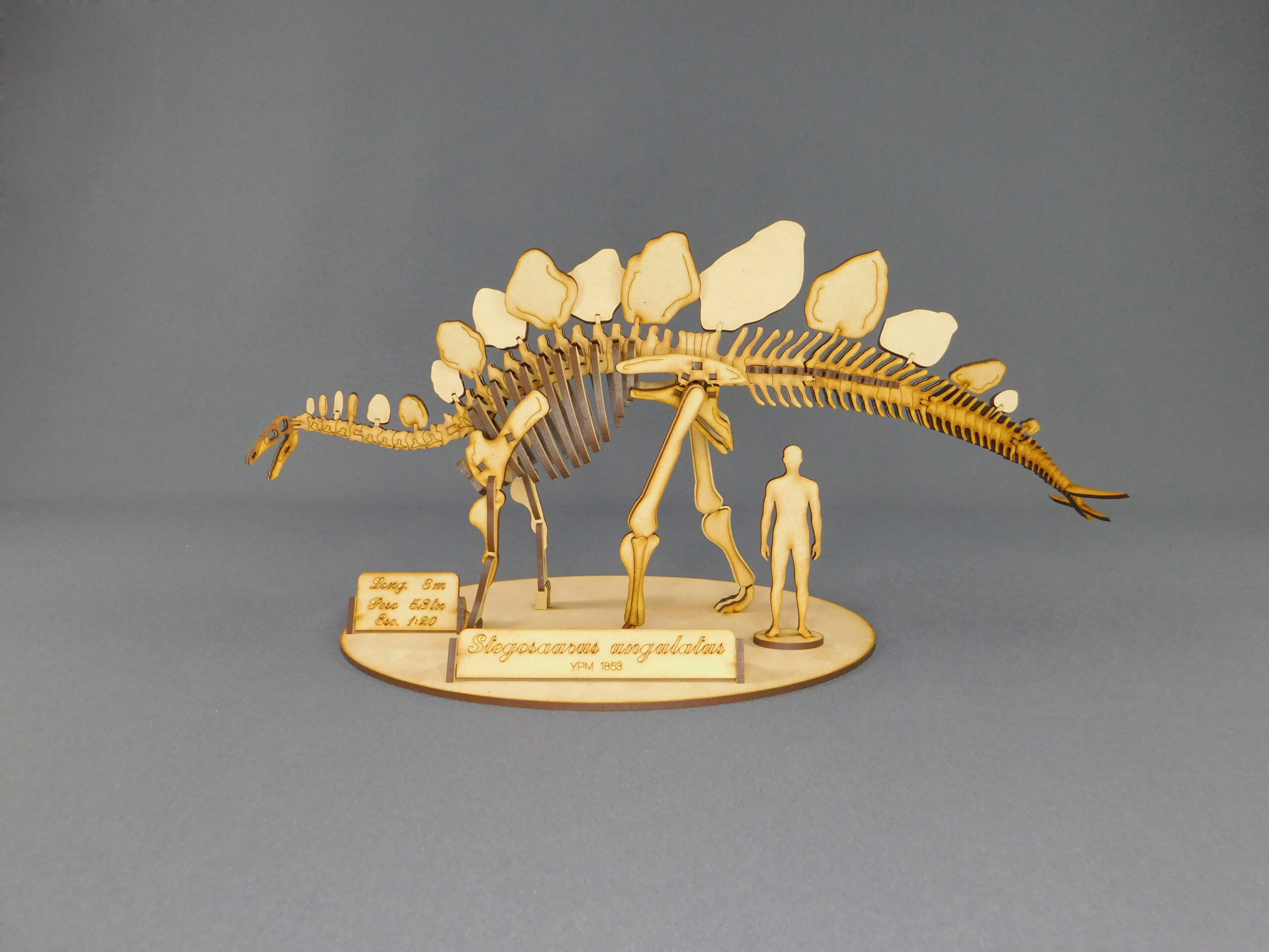 Stegosaurus ungulatus Escala 1:20 - Imagen 2