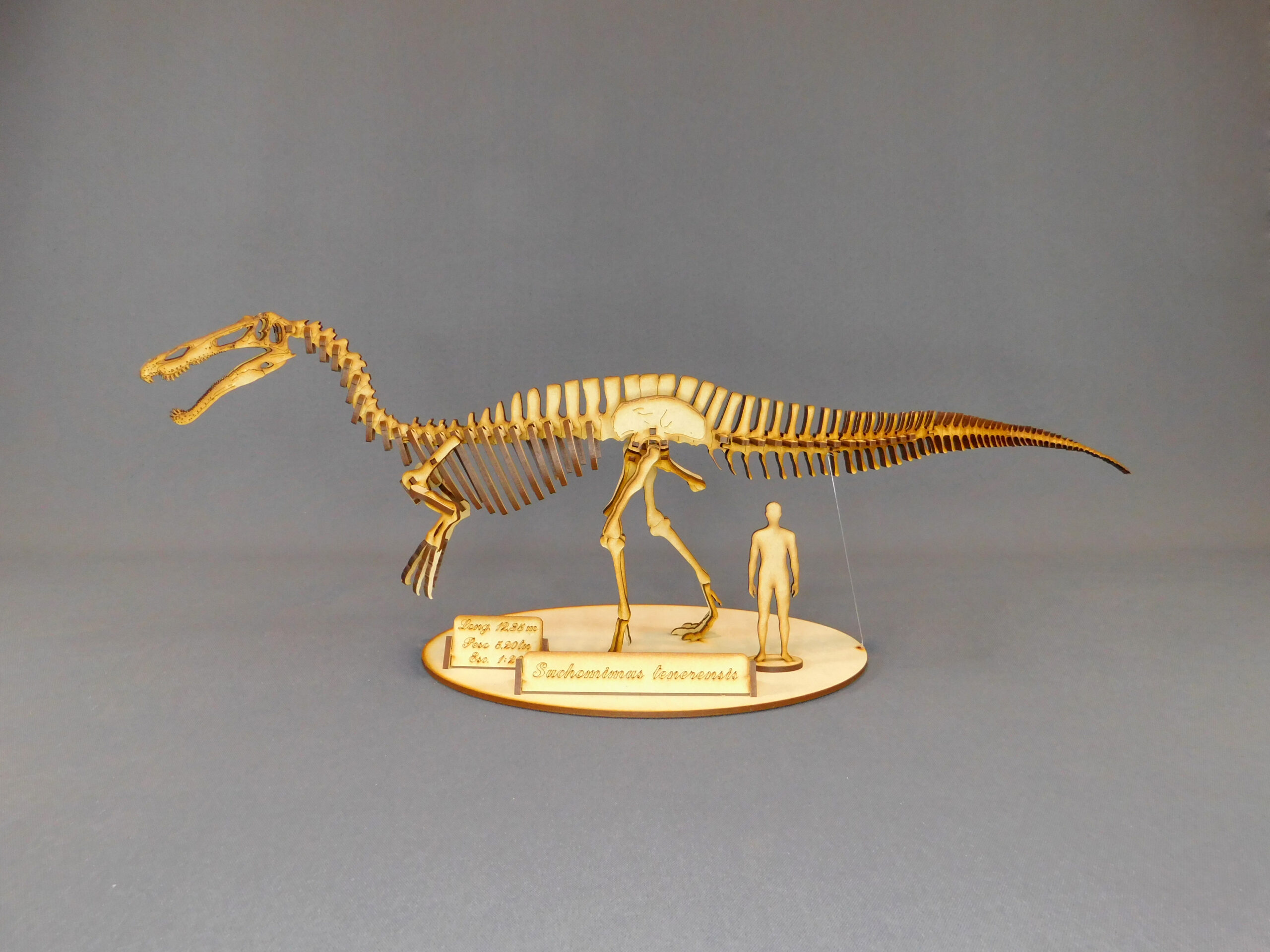 Suchomimus tenerensis Escala 1:20 - Imagen 2