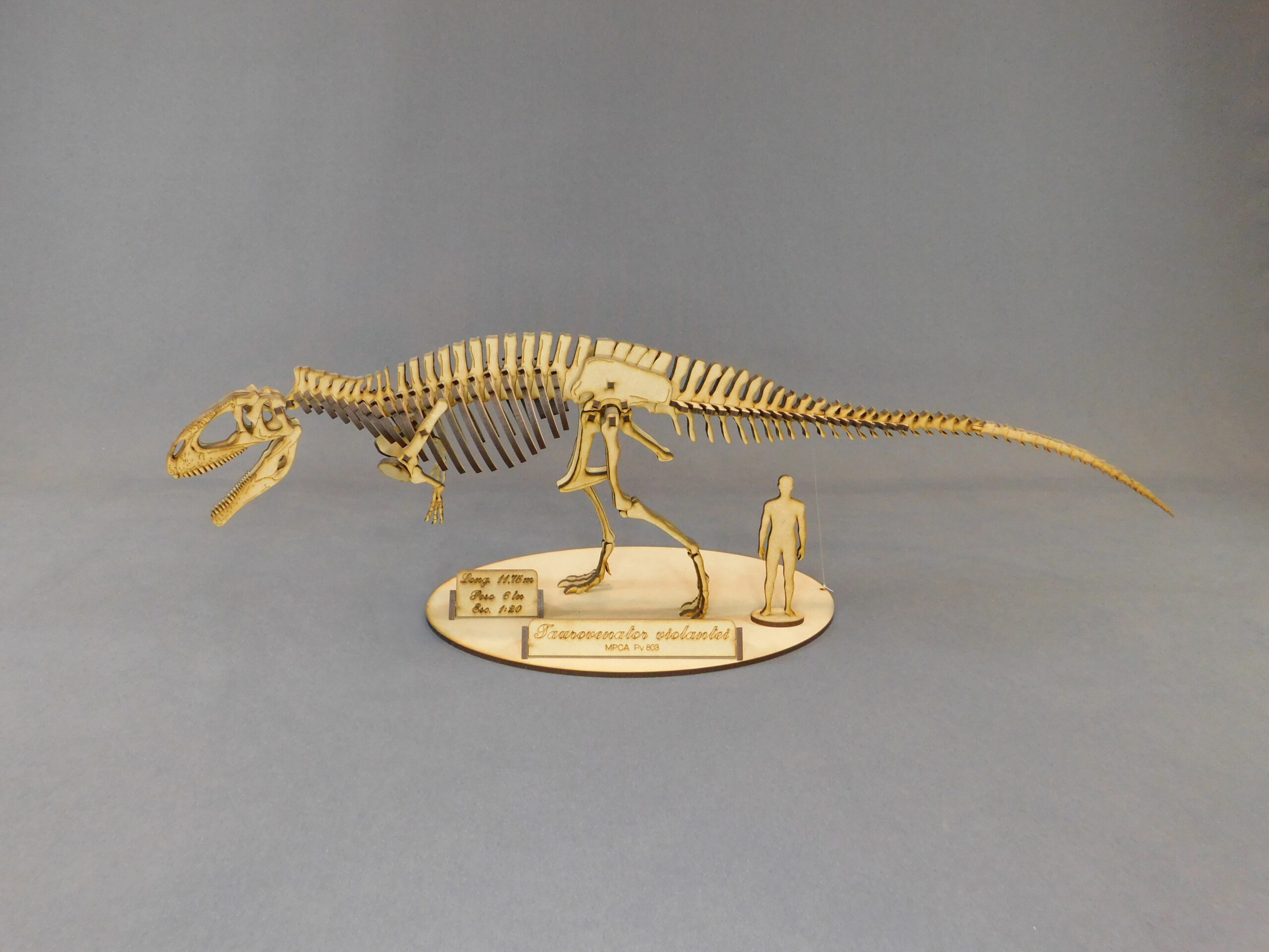 Taurovenator violantei Escala 1:20 - Imagen 2