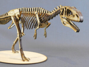 Giganotosaurus carolinii Escala 1:20