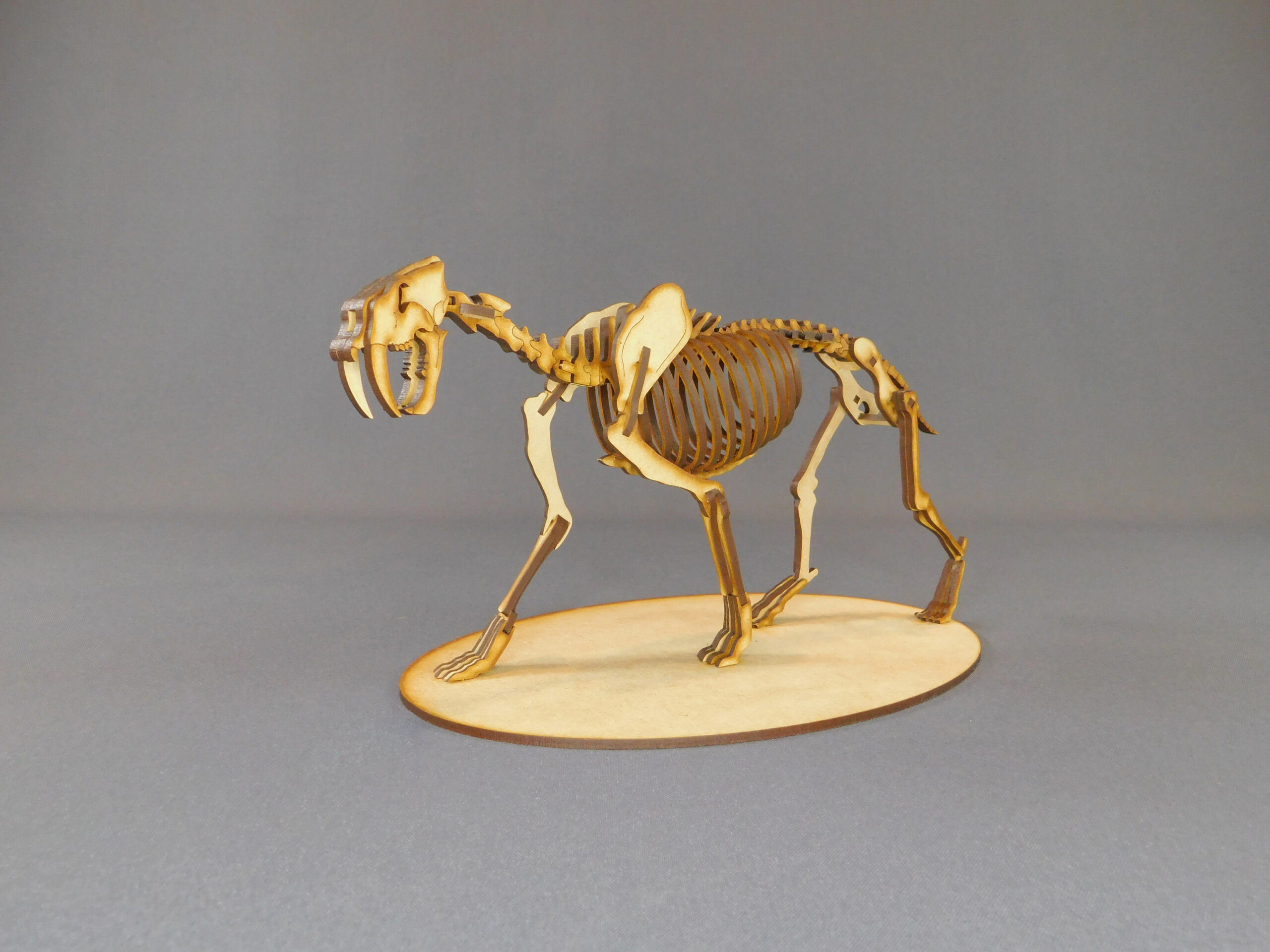 Smilodon populator Escala 1:8 - Imagen 3