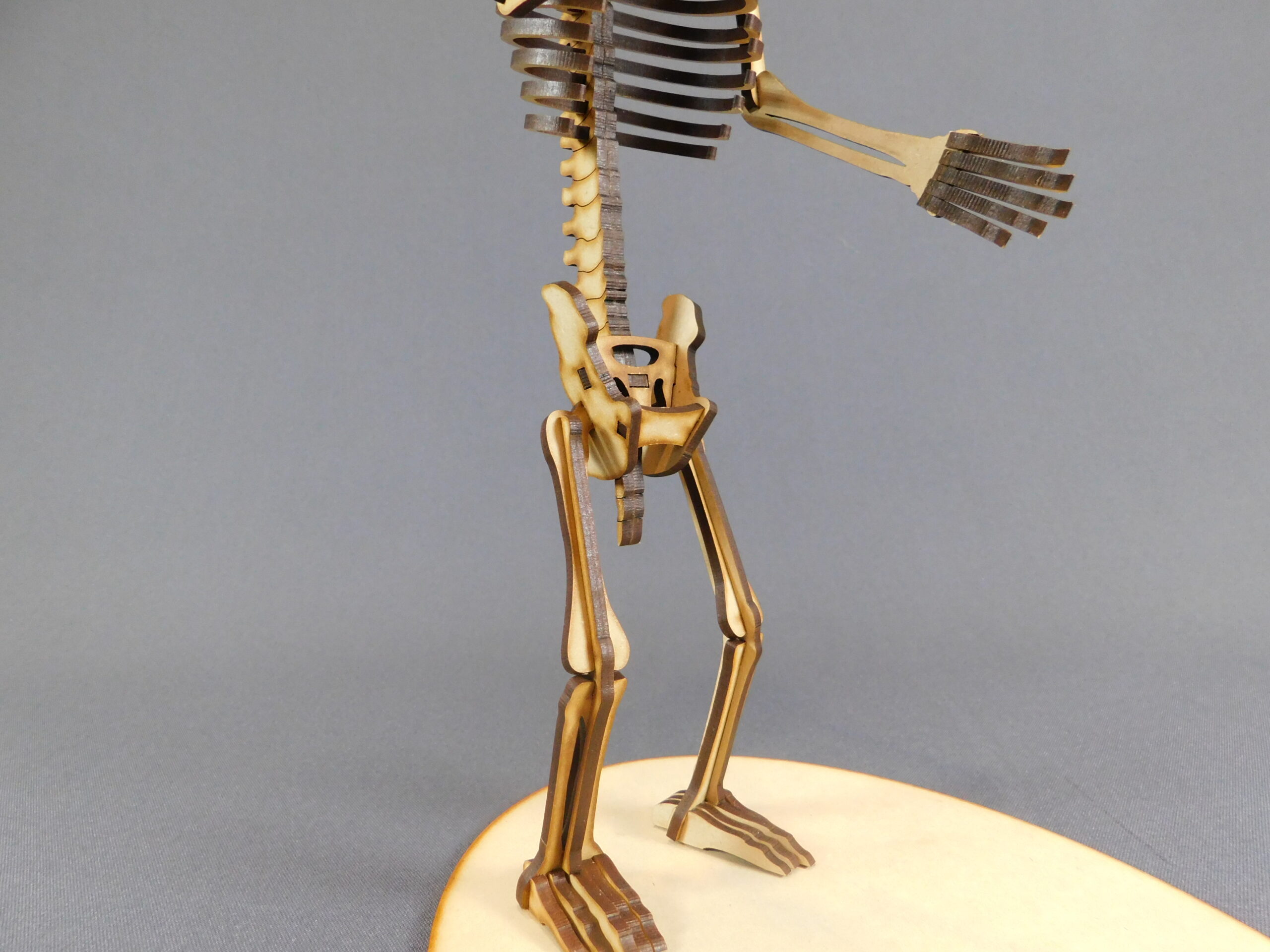 Arctotherium angustidens Escala 1:10 - Imagen 4