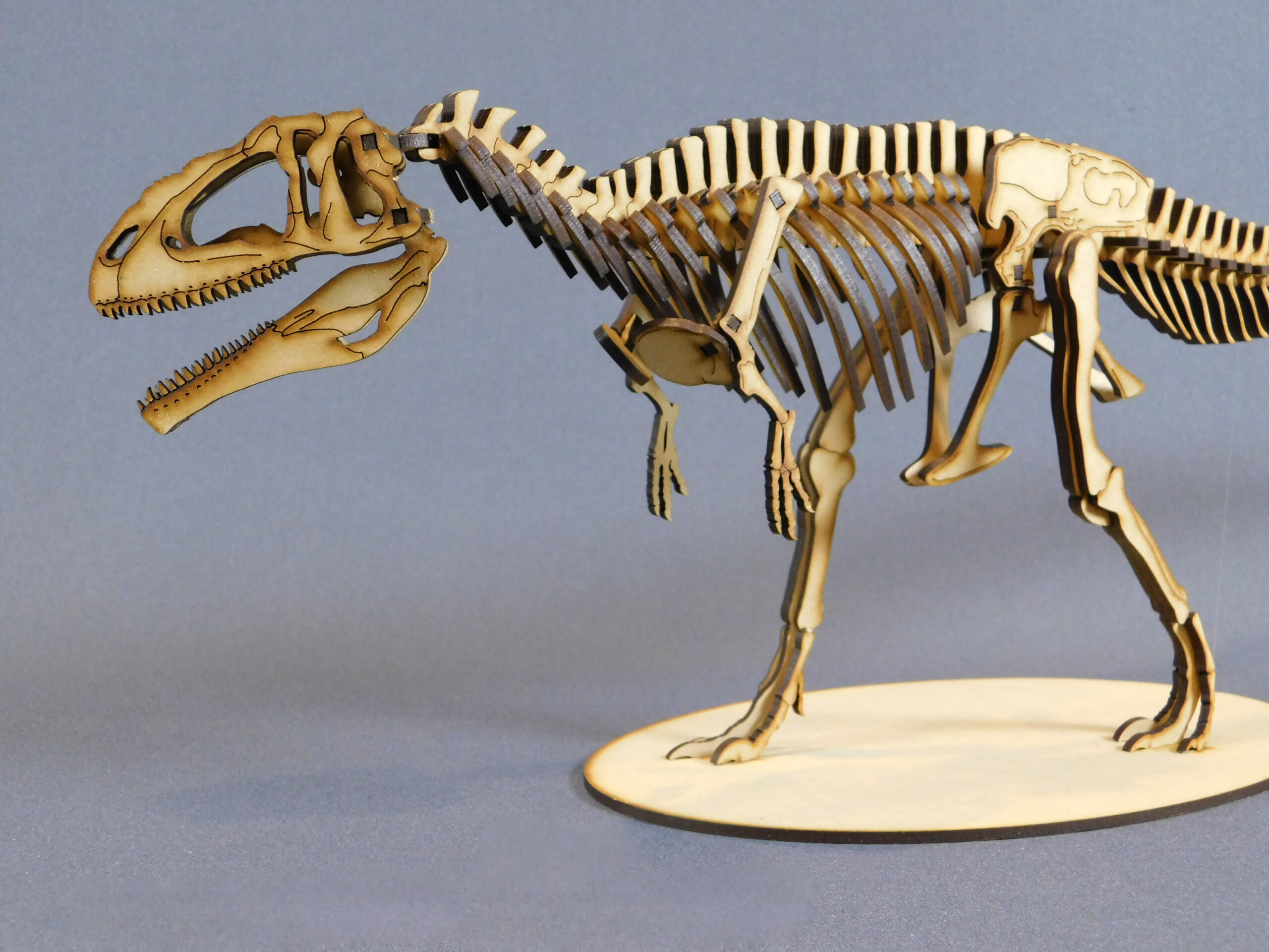 Giganotosaurus carolinii Escala 1:20 - Imagen 4