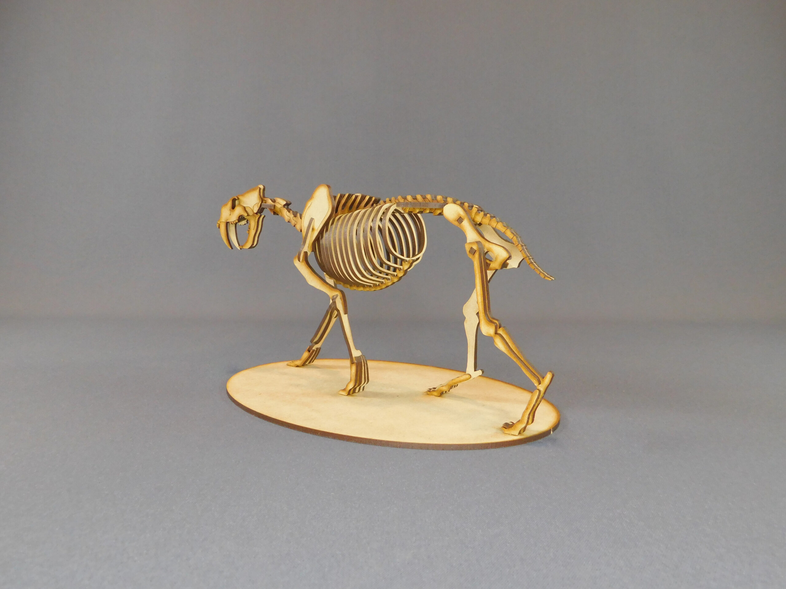 Smilodon populator Escala 1:8 - Imagen 4