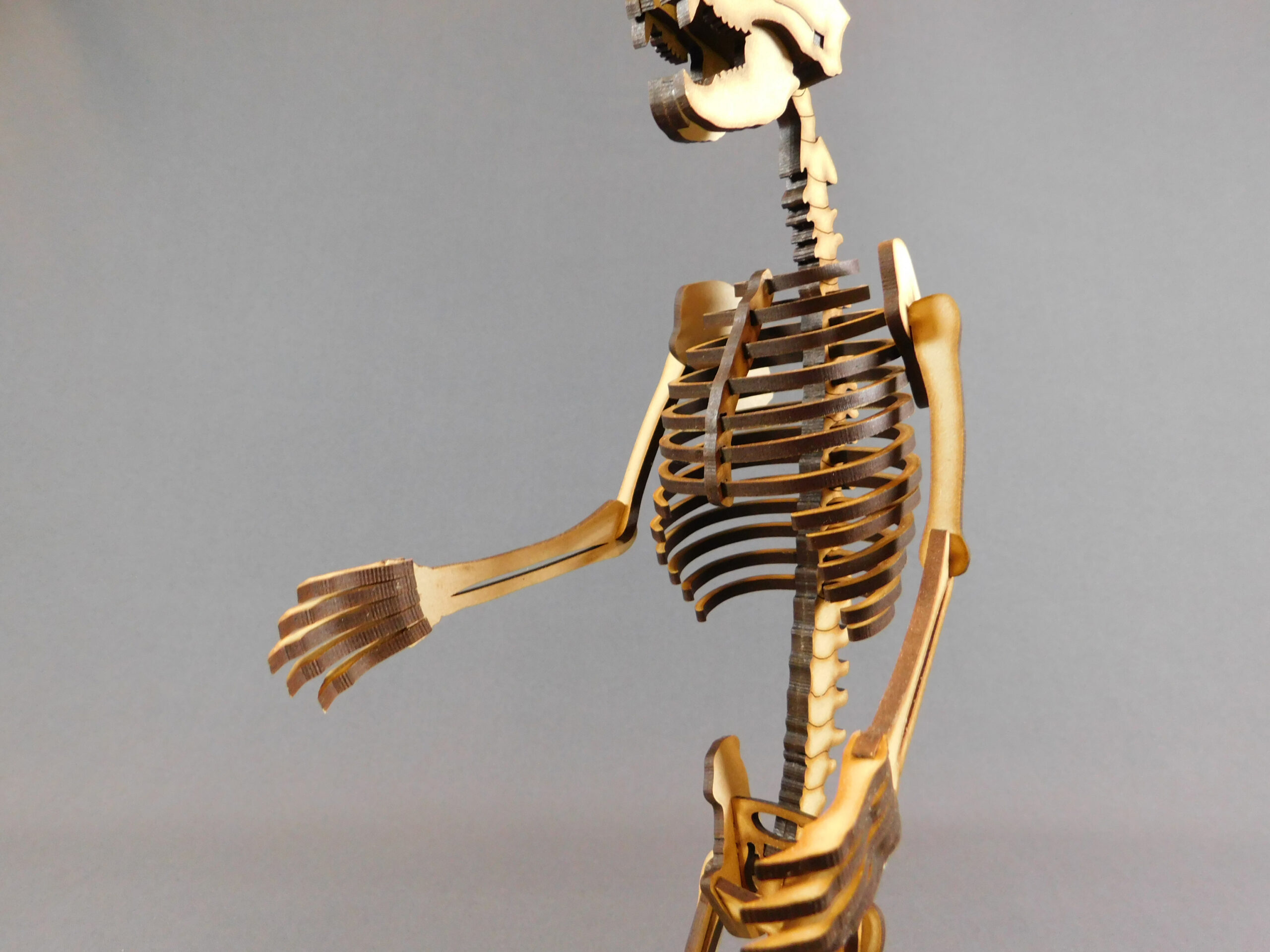 Arctotherium angustidens Escala 1:10 - Imagen 5