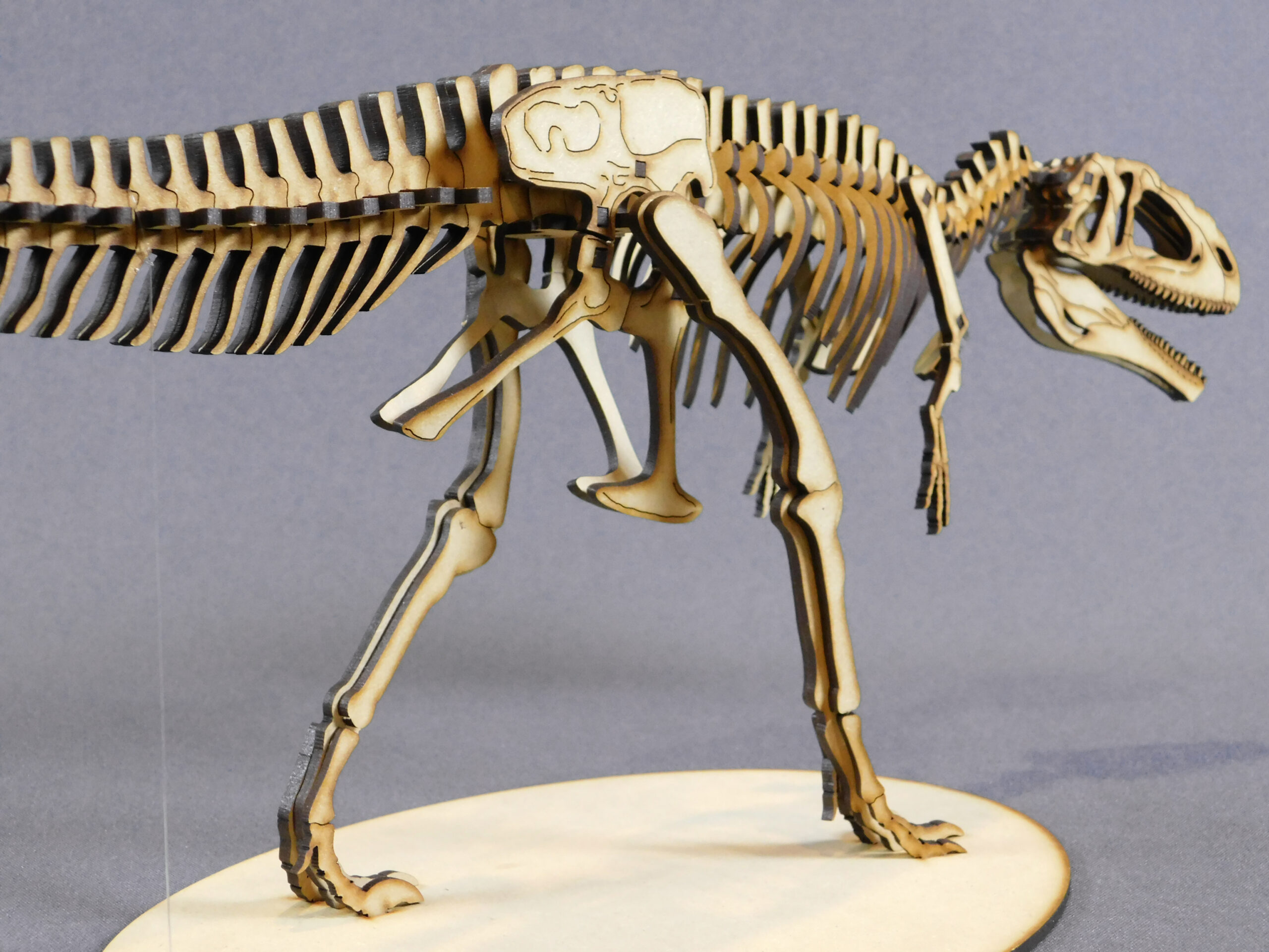 Giganotosaurus carolinii Escala 1:20 - Imagen 5