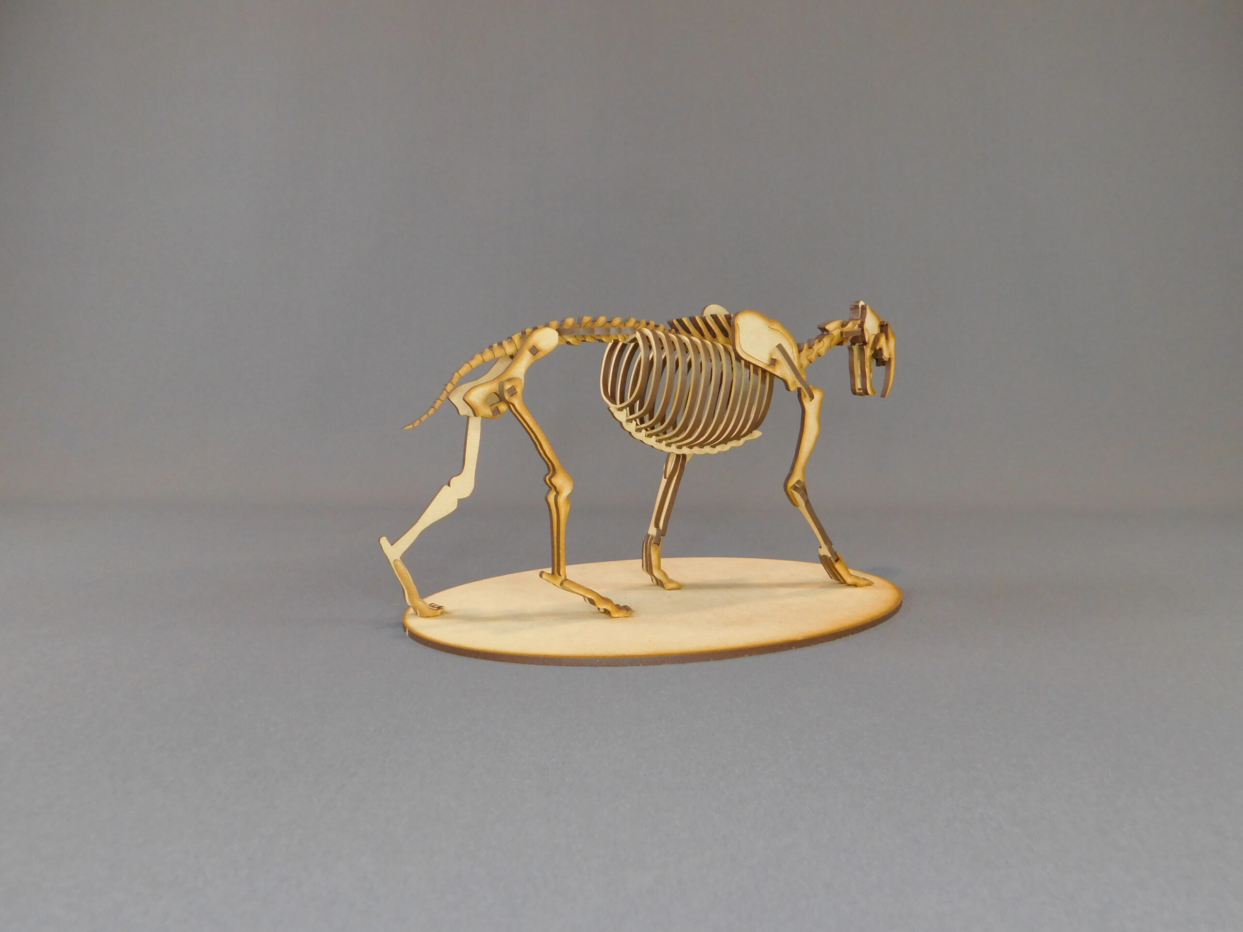 Smilodon populator Escala 1:8 - Imagen 5