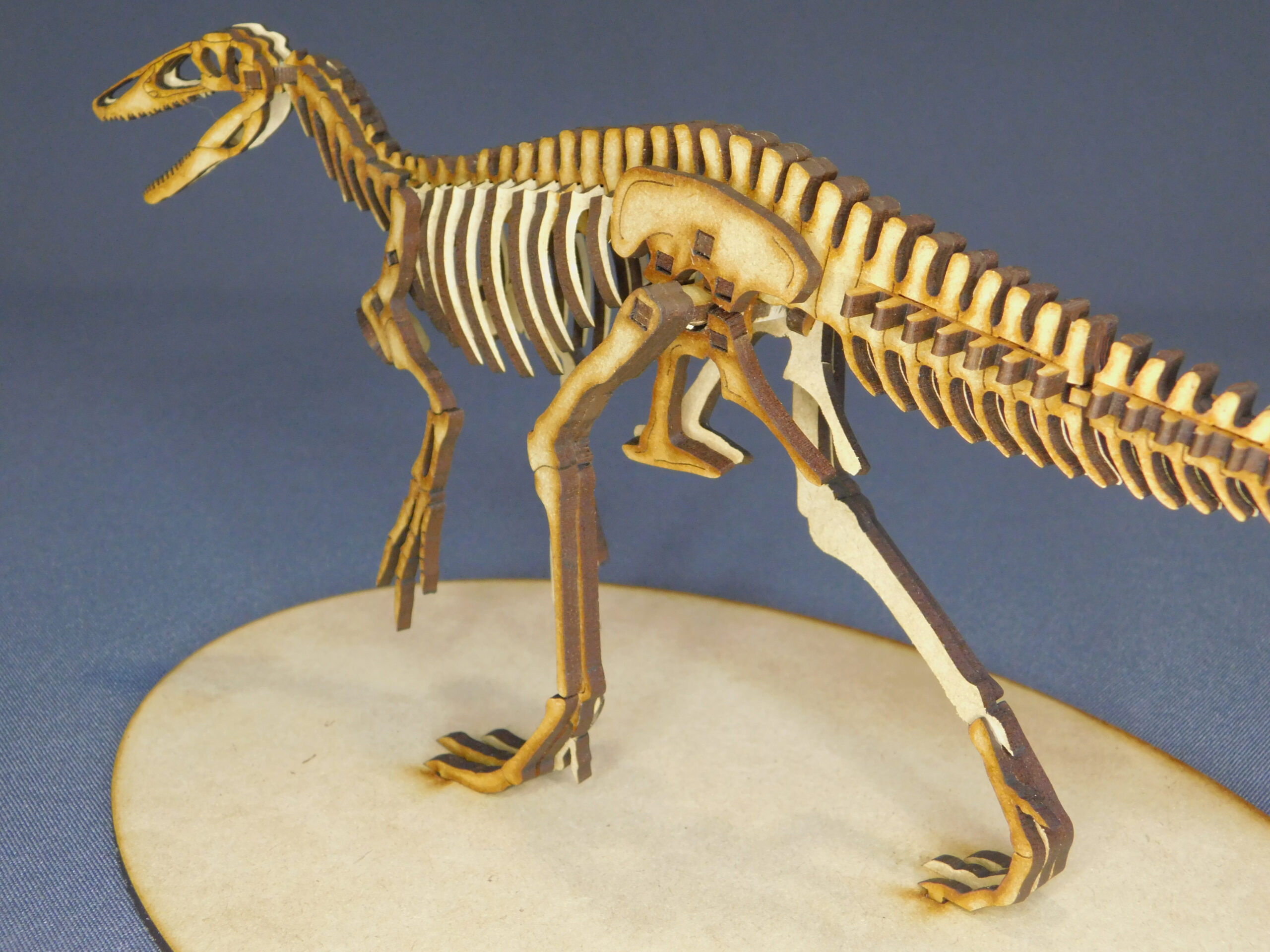 Megaraptor namunhuaiquii Escala 1:20 - Imagen 5