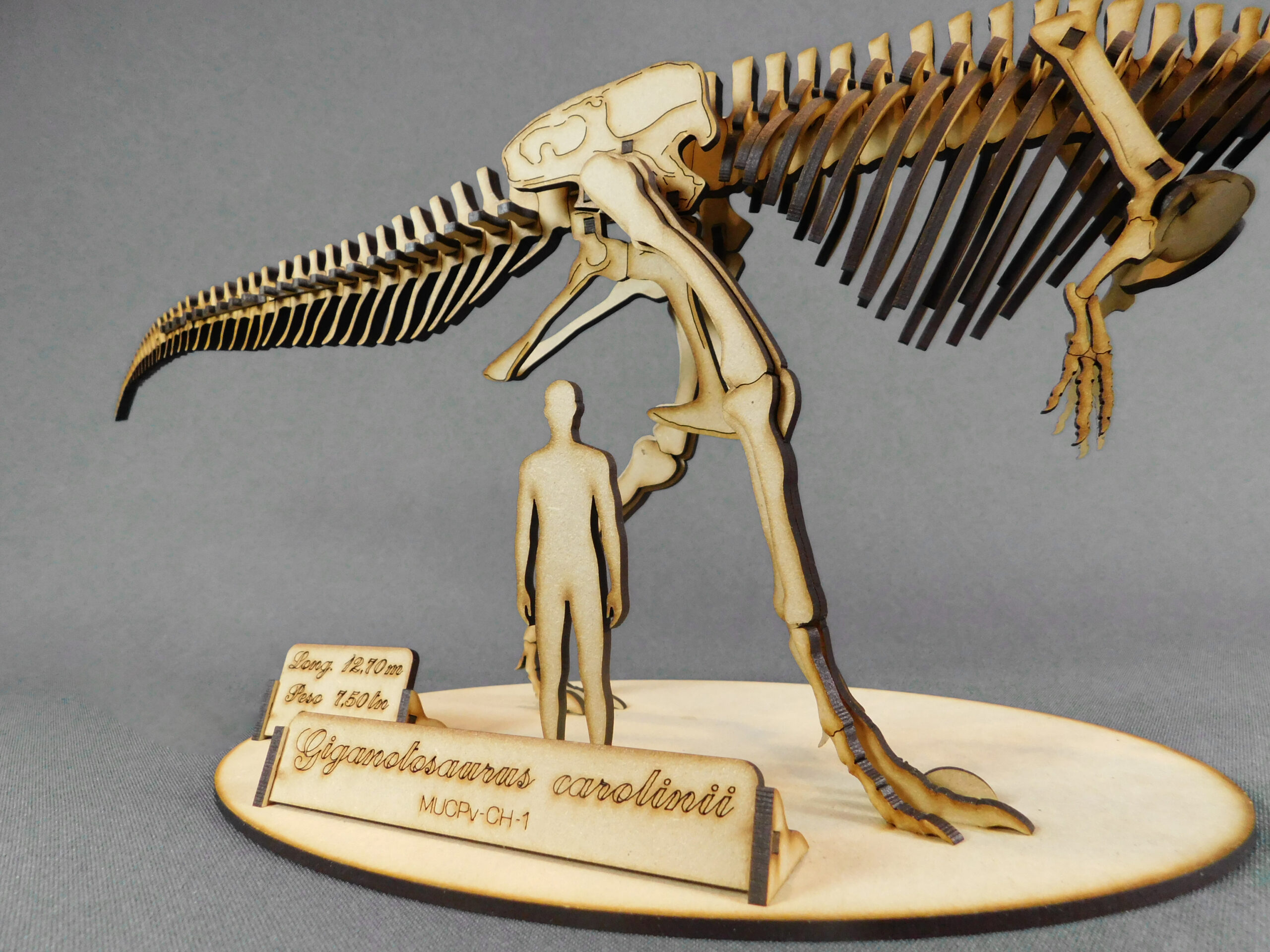 Giganotosaurus carolinii Escala 1:20 - Imagen 6