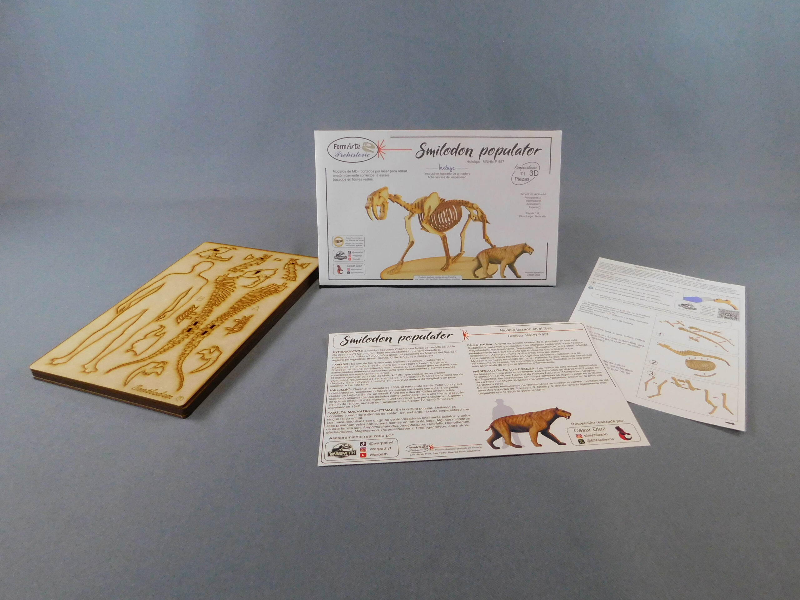 Smilodon populator Escala 1:8 - Imagen 8