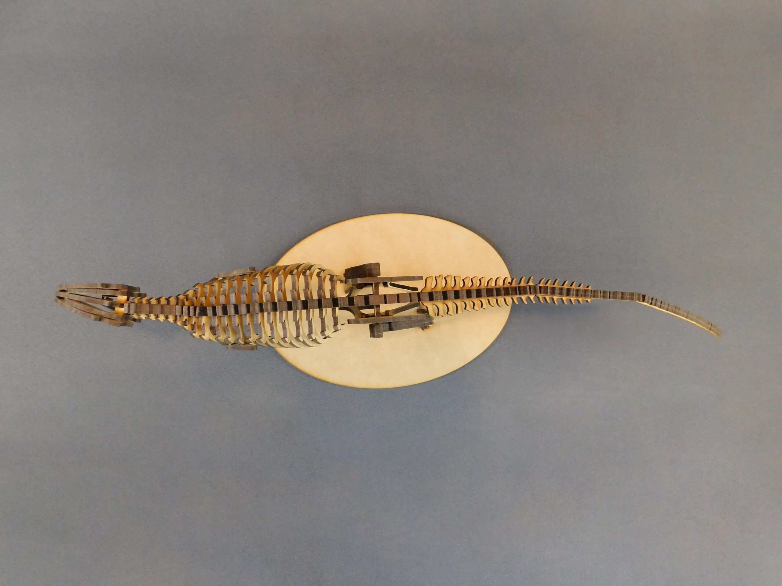 Taurovenator violantei Escala 1:20 - Imagen 7