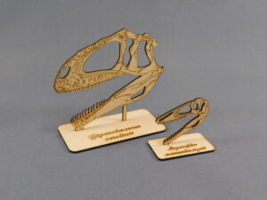 Cráneos a escala 1:10 - Plancha Nº1