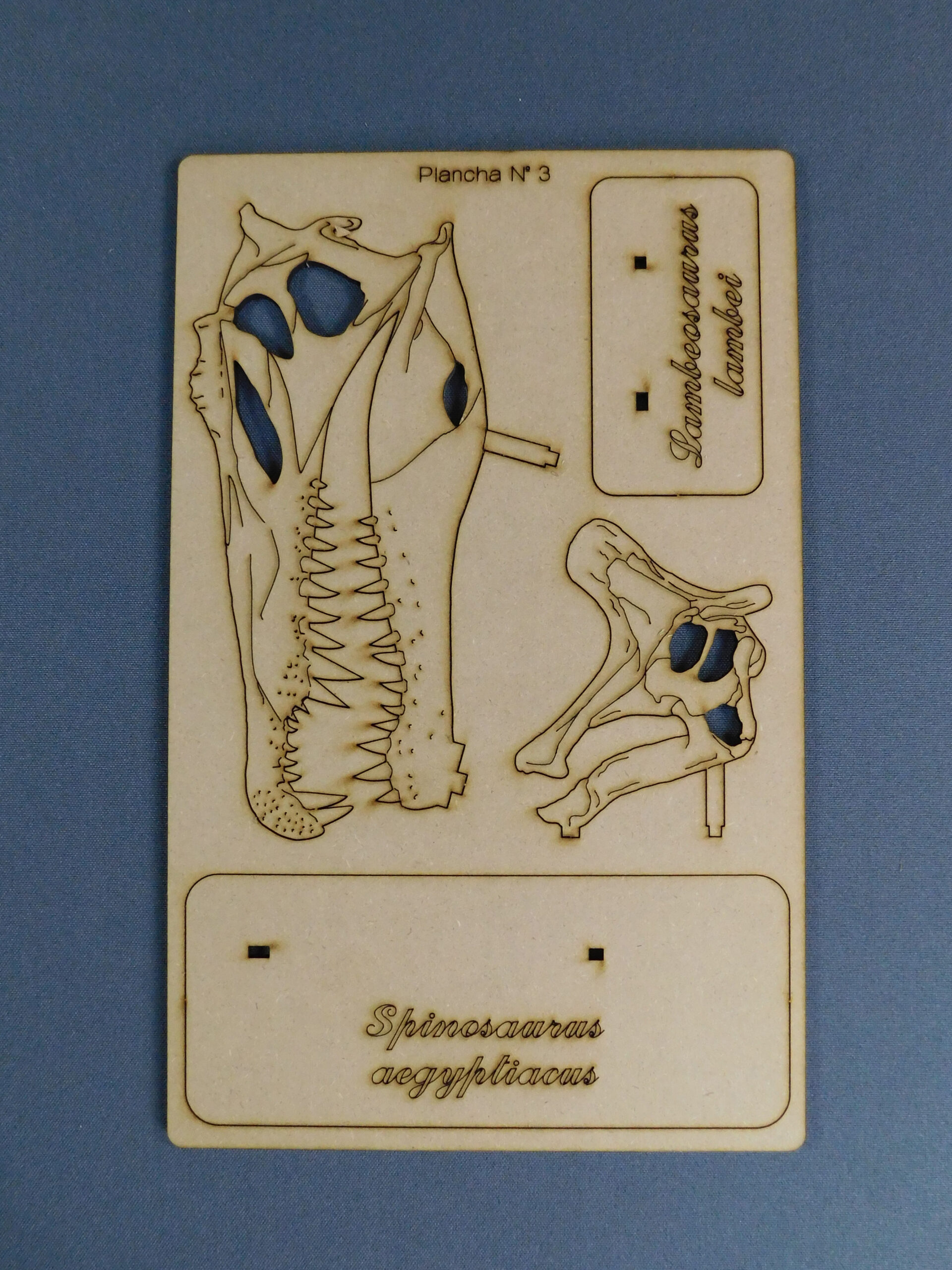 Cráneos a escala 1:10 - Plancha Nº3 - Imagen 2