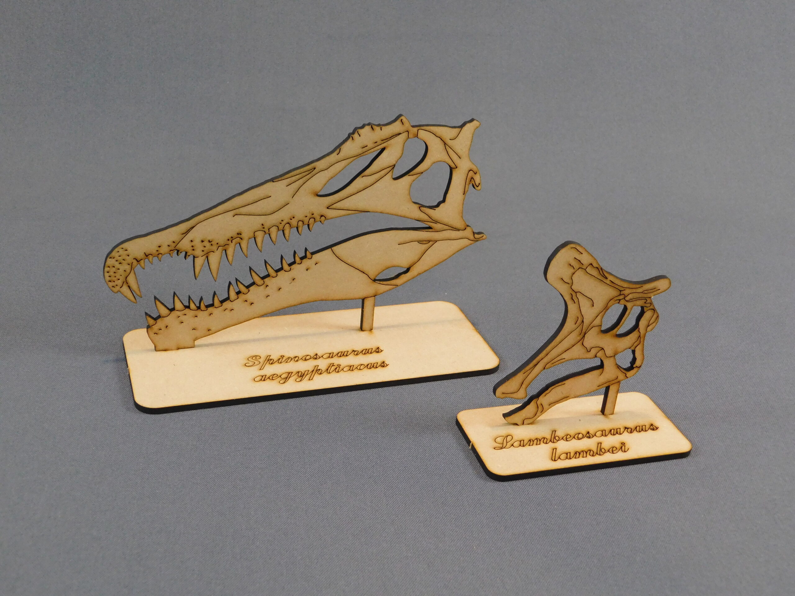 Cráneos a escala 1:10 - Plancha Nº3