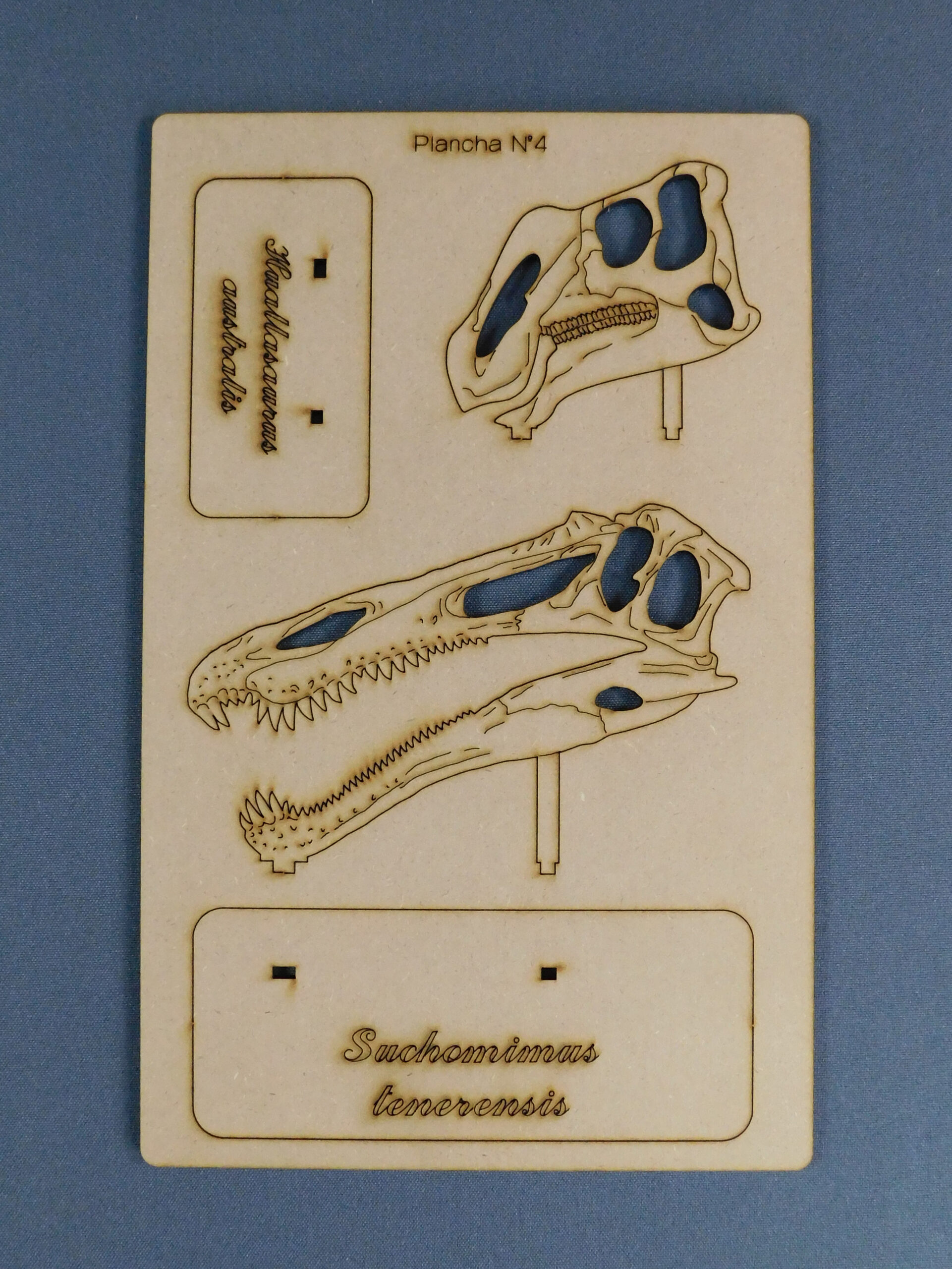 Cráneos a escala 1:10 - Plancha Nº4 - Imagen 2