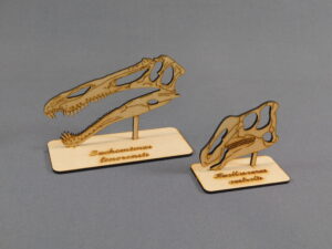 Cráneos a escala 1:10 - Plancha Nº4