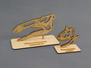 Cráneos a escala 1:10 - Plancha Nº8