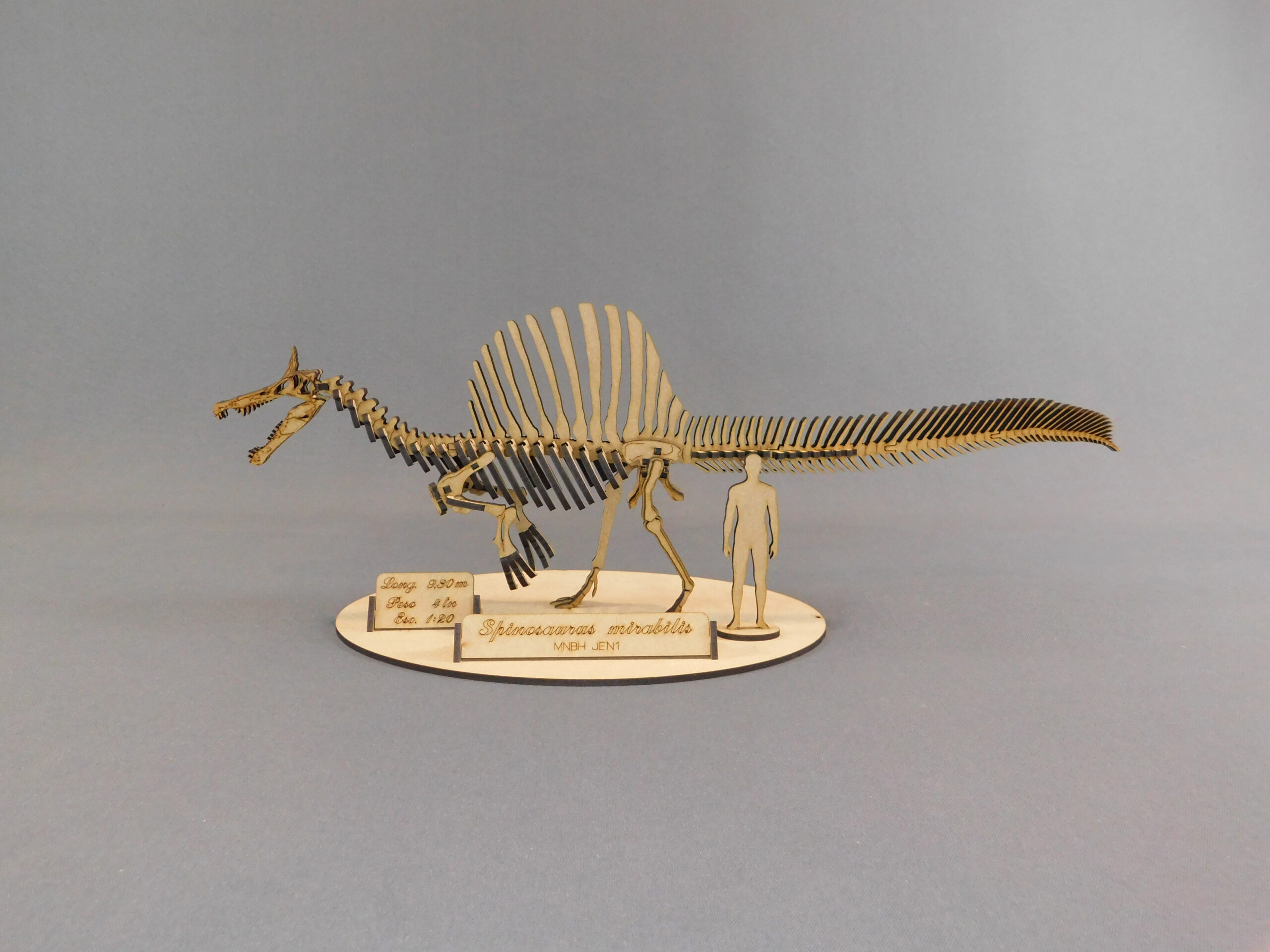 Spinosaurus mirabilis Escala 1:20 - Imagen 3