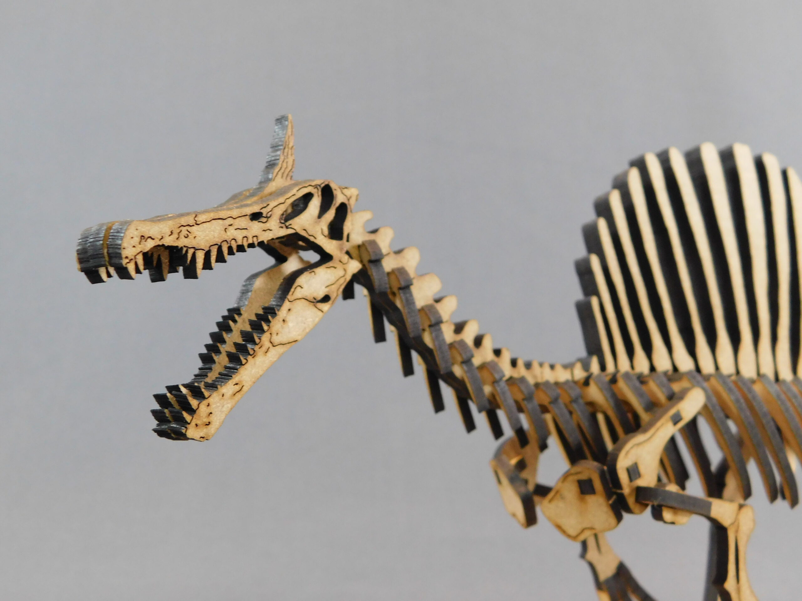 Spinosaurus mirabilis Escala 1:20